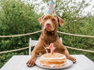 lovable dog and cake