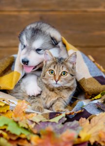 puppy and kitten