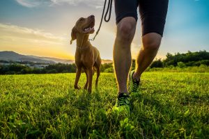 runner and dog