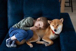 little boy and shiba inu