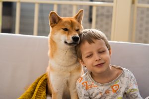 boy and shiba inu friends