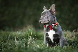 black french bulldog