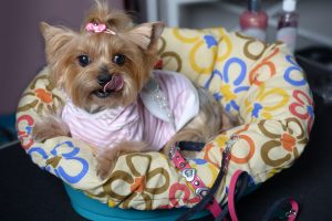 dog in little bed