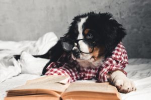 dog studying