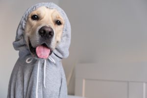 dog in gray sweatshirt