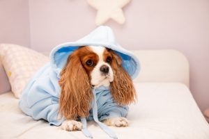 dog in hoodie