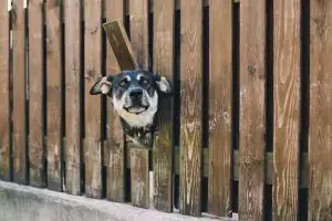 curious dog fence