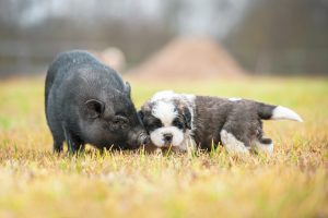 puppy and pig