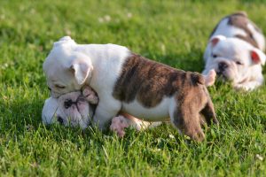 puppies in grass