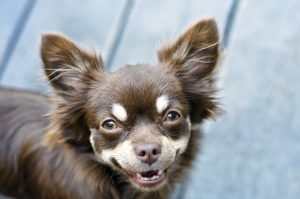 smiling chihuahua