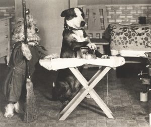 dog ironing chores