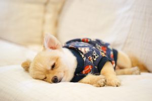 sleepy pomeranian