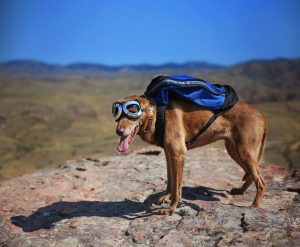 dog standing on rocks