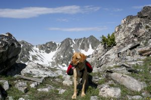 yellow lab on mountain