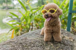 toy poodle sunglasses