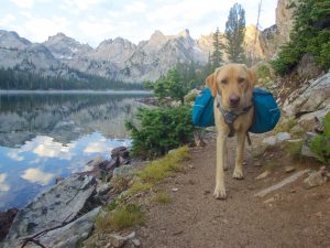 backpack dog