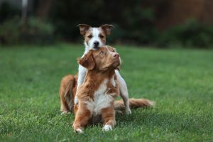 dog leapfrog