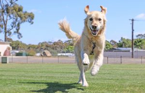 happy retriever running