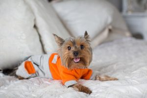 yorkshire terrier in orange