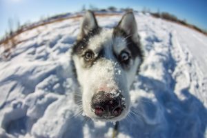 husky in snow