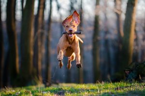 dog running with stick