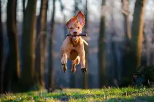 dog running with stick