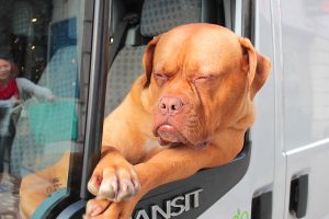 grumpy dog driver 