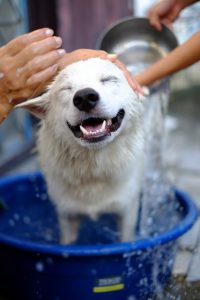 happy smiling dog