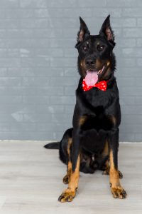 black dog and red bowtie