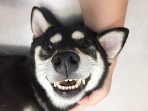 happy shiba inu