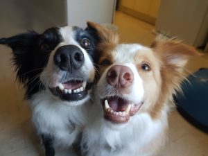 two dogs smiling