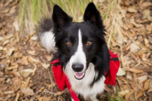 dog hiking