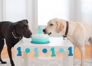 two dogs eating cake