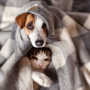 dog and cat snuggling