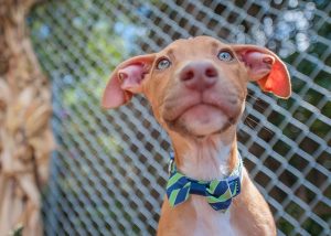 pit bull bix bowtie