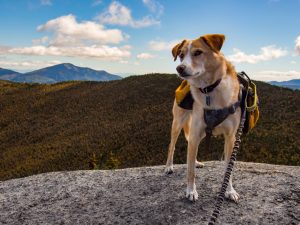 dog in landscape