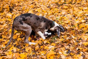 two dogs in leaves