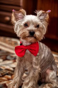 yorkshire terrier