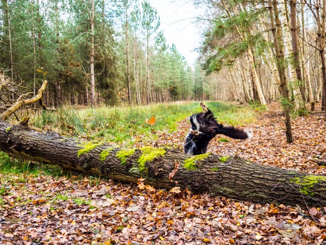 dog trips over log