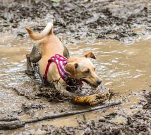 dog in muddy water