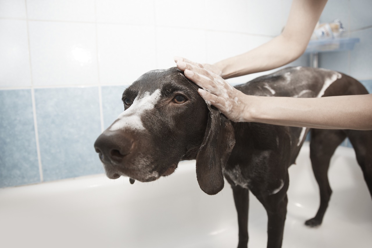 Dog Bathtub
