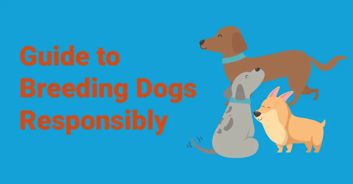 Guide To Breeding Dogs Responsibly