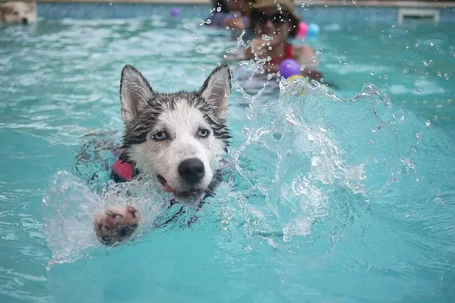 Is Teaching Huskies Hard