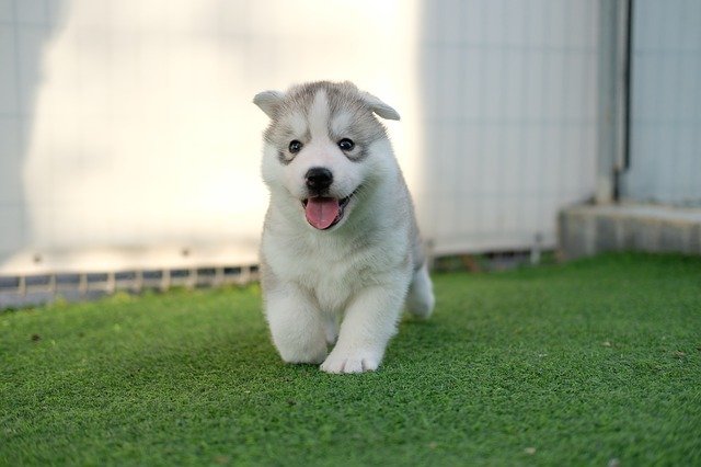 Train Your Husky to Potty Outside