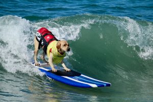 dog surfing california