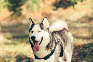 husky winking