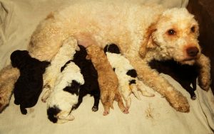 small puppies feeding