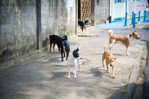 dogs wandering outside