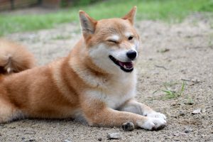 shiba inu