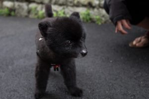 black bear japanese dog